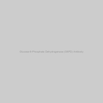 Abbexa - Glucose-6-Phosphate Dehydrogenase (G6PD) Antibody